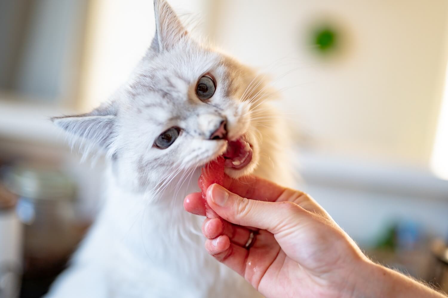 Zdjęcie kota jedzącego przysmak